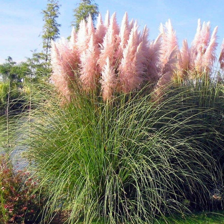 Пампасная трава для декора участка