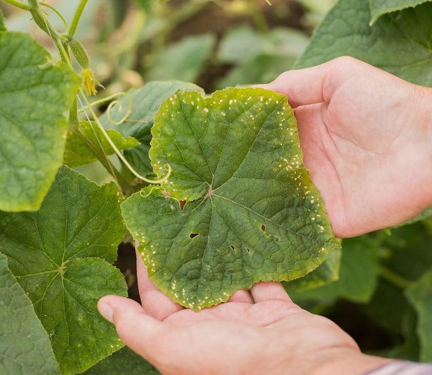 Свежие огурцы до самых заморозков? Да, при правильном уходе это возможно!
